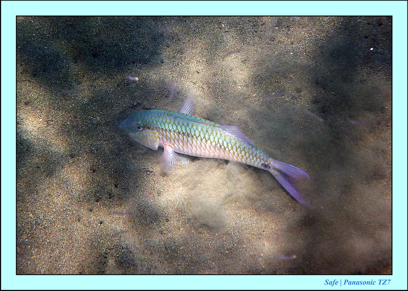 2012 - 07 - Dauin Sanctuary 16